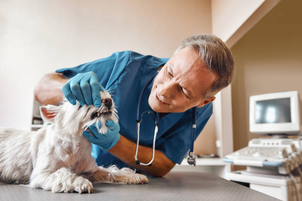 Best Broken or Cracked Tooth Emergency Dentist in Pioneer, CA
